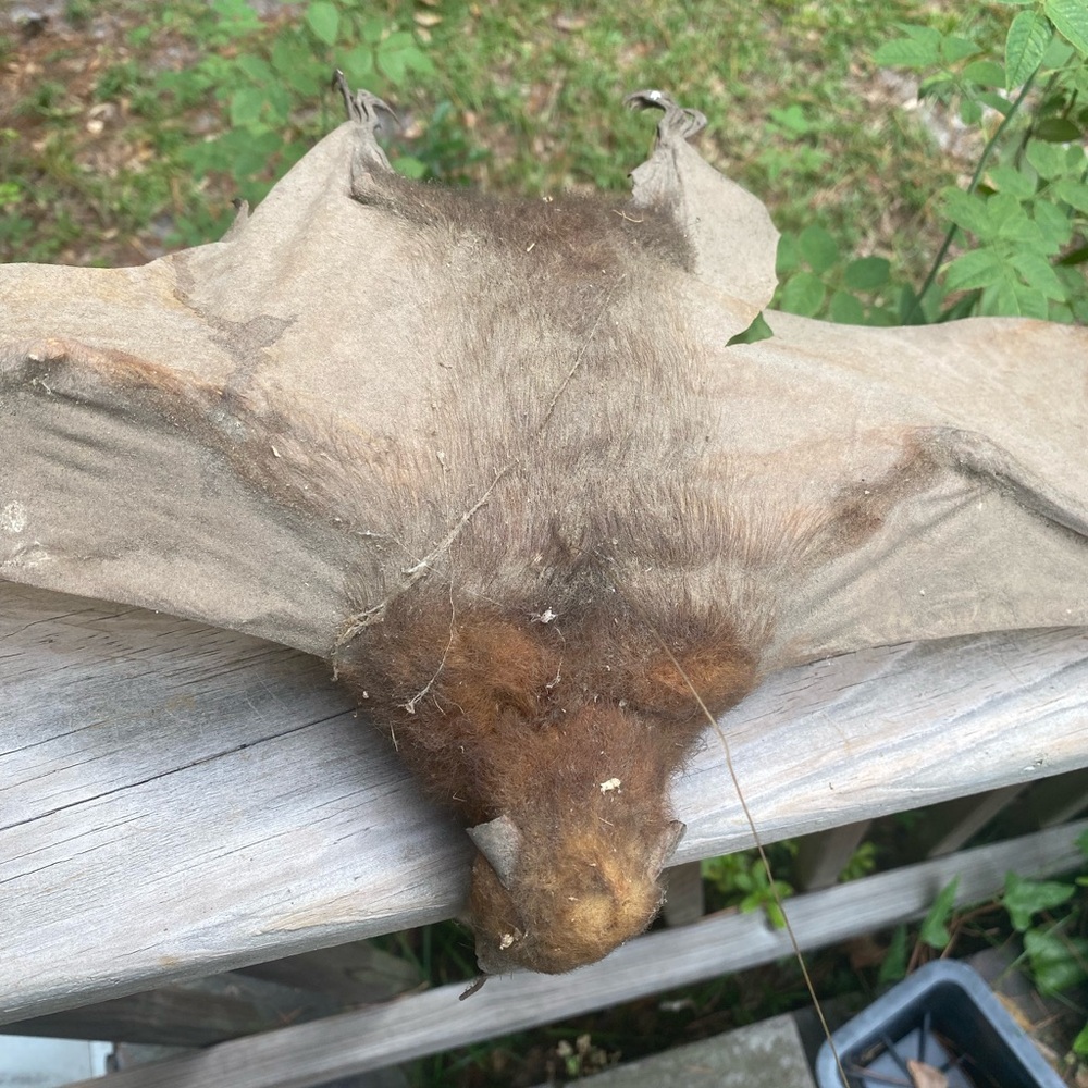 Large Brown Taxidermy Bat - Picture 5 of 11